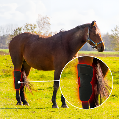 Equine Red Infrared Light Therapy Hock Wrap