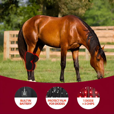 Equine Red Infrared Light Therapy Hock Wrap