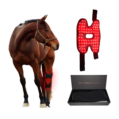 Equine Red Infrared Light Therapy Hock Wrap