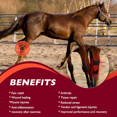 Equine Red Infrared Light Therapy Hock Wrap
