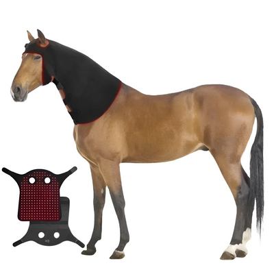 Equine Red Light Therapy Poll Cap